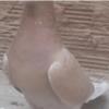 خانه و  آشپزخانه - حیوانات - پرندگان