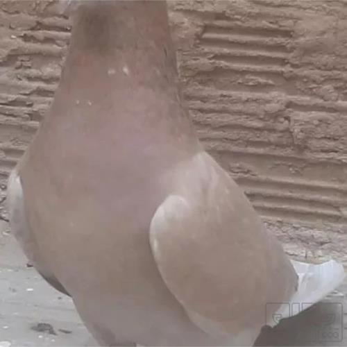 خانه و  آشپزخانه - حیوانات - پرندگان