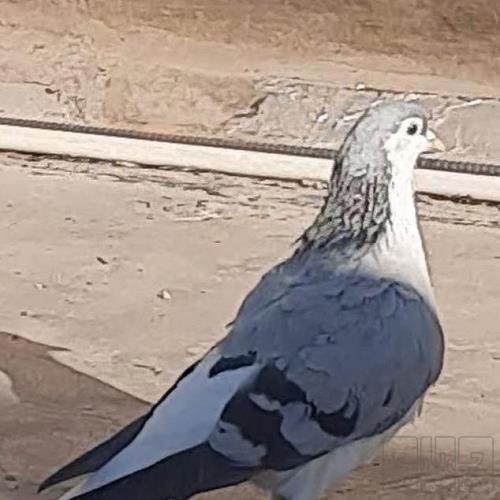 خانه و  آشپزخانه - حیوانات - پرندگان