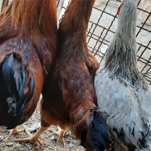خانه و  آشپزخانه - حیوانات - پرندگان