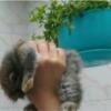 خانه و  آشپزخانه - حیوانات - پستانداران