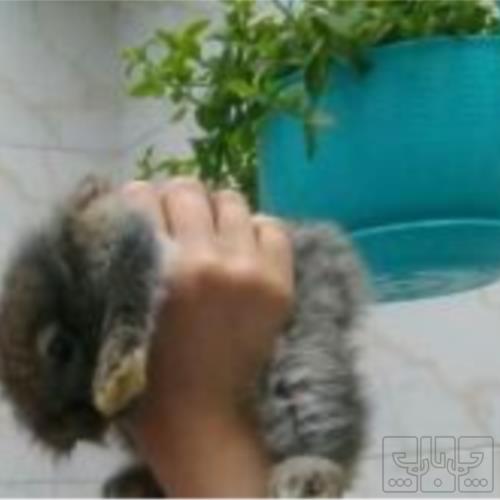 خانه و  آشپزخانه - حیوانات - پستانداران