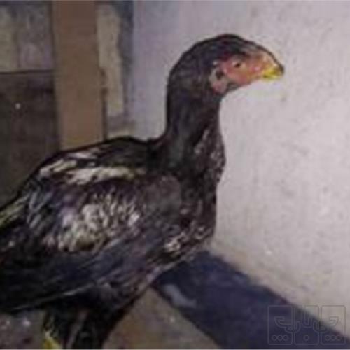 خانه و  آشپزخانه - حیوانات - پرندگان
