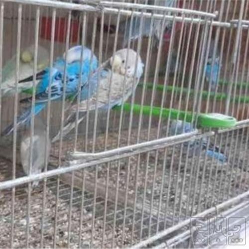خانه و  آشپزخانه - حیوانات - پرندگان