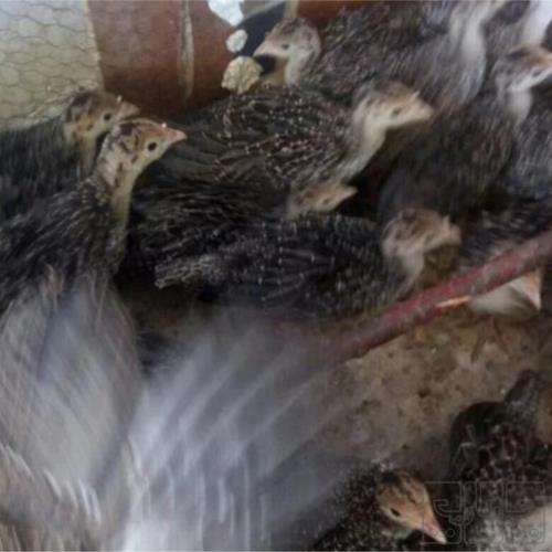 خانه و  آشپزخانه - حیوانات - پرندگان