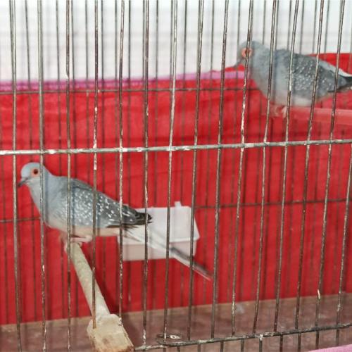 خانه و  آشپزخانه - حیوانات - پرندگان