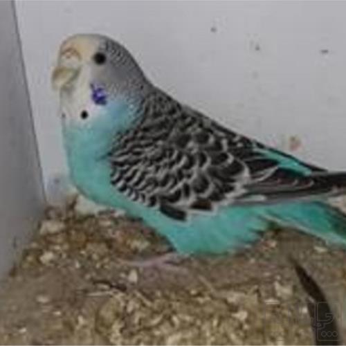 خانه و  آشپزخانه - حیوانات - پرندگان