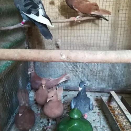 خانه و  آشپزخانه - حیوانات - پرندگان