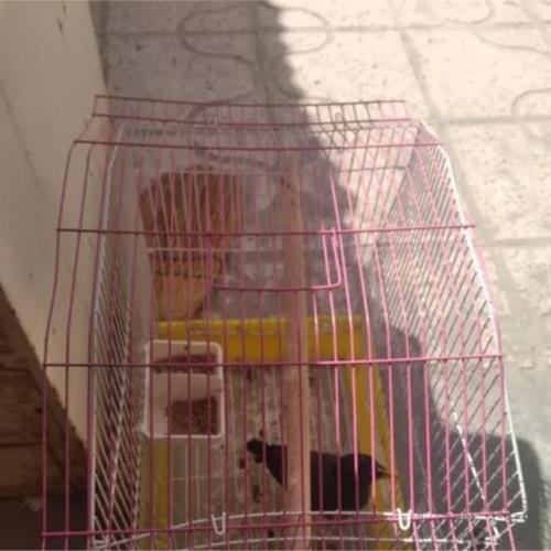 خانه و  آشپزخانه - حیوانات - پرندگان