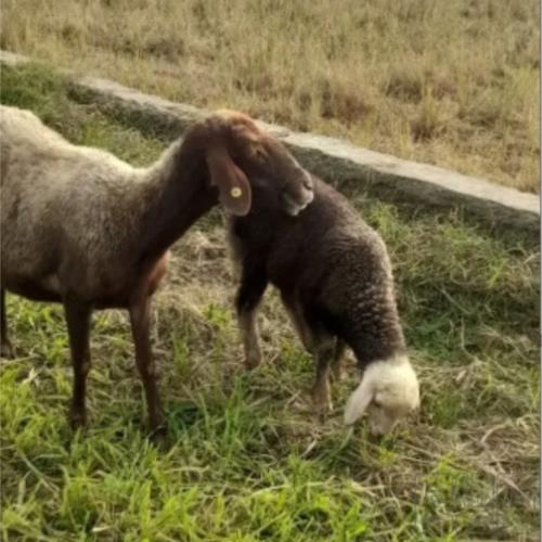 خانه و  آشپزخانه - حیوانات - پستانداران