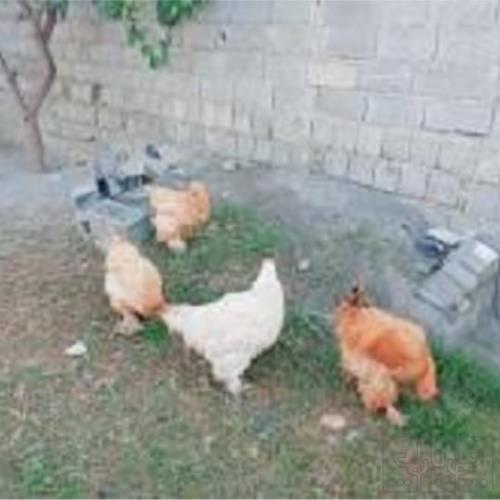 خانه و  آشپزخانه - حیوانات - پرندگان