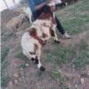 خانه و  آشپزخانه - حیوانات - پستانداران