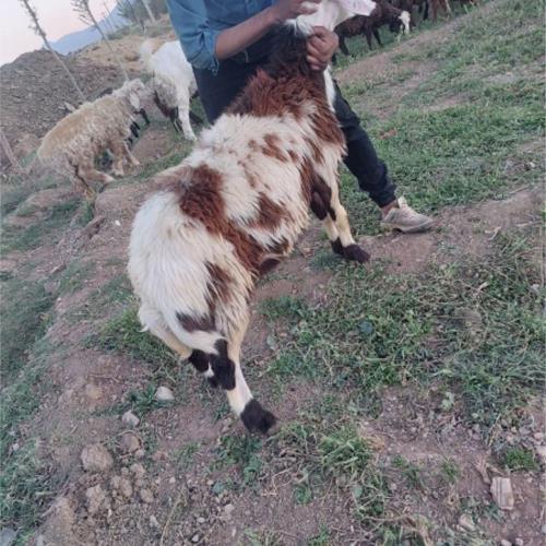 خانه و  آشپزخانه - حیوانات - پستانداران
