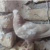 خانه و  آشپزخانه - حیوانات - پرندگان