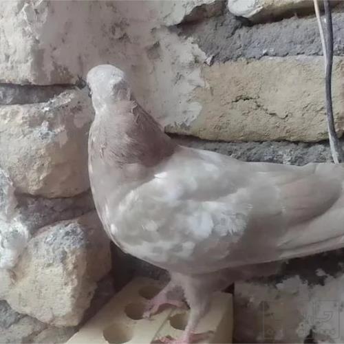 خانه و  آشپزخانه - حیوانات - پرندگان