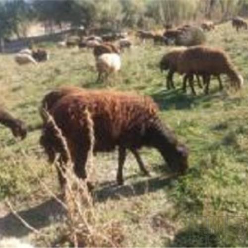 خانه و  آشپزخانه - حیوانات - پستانداران