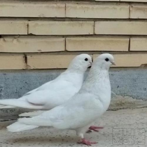 خانه و  آشپزخانه - حیوانات - پرندگان