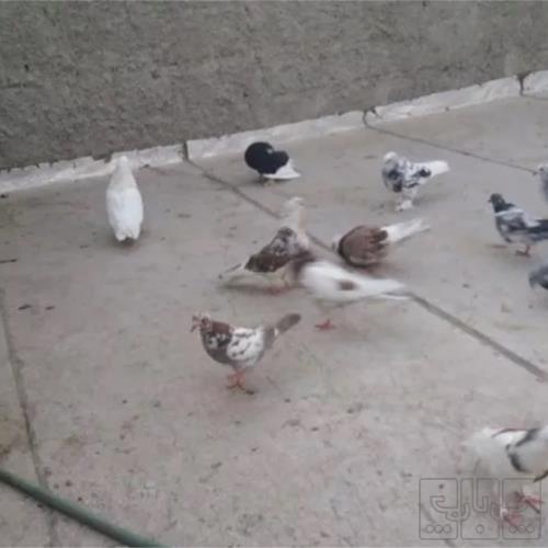 خانه و  آشپزخانه - حیوانات - پرندگان