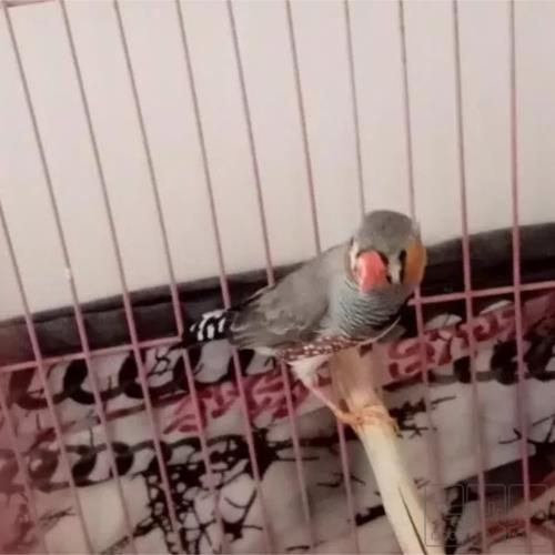 خانه و  آشپزخانه - حیوانات - پرندگان