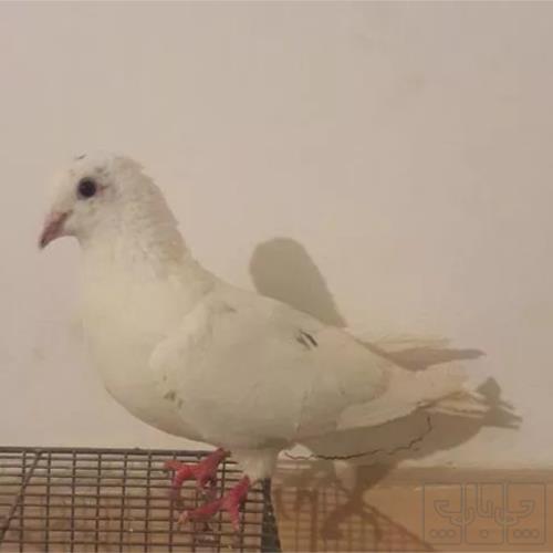 خانه و  آشپزخانه - حیوانات - پرندگان