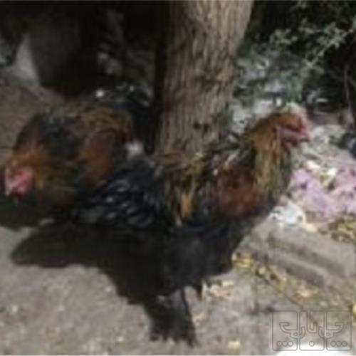 خانه و  آشپزخانه - حیوانات - پرندگان