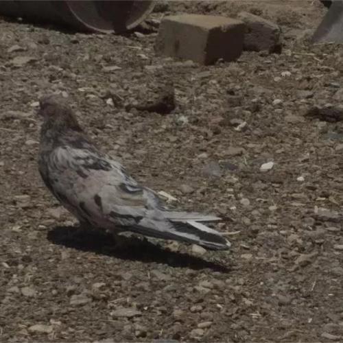 خانه و  آشپزخانه - حیوانات - پرندگان