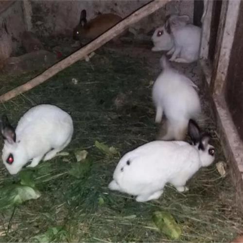 خانه و  آشپزخانه - حیوانات - پستانداران