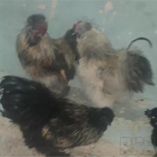 خانه و  آشپزخانه - حیوانات - پرندگان