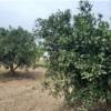 باغ و باغچه - انتقال مالکیت قطعی - ملکی