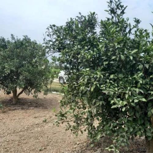 باغ و باغچه - انتقال مالکیت قطعی - ملکی