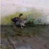 خانه و  آشپزخانه - حیوانات - پرندگان