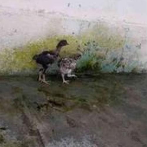 خانه و  آشپزخانه - حیوانات - پرندگان