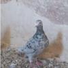 خانه و  آشپزخانه - حیوانات - پرندگان