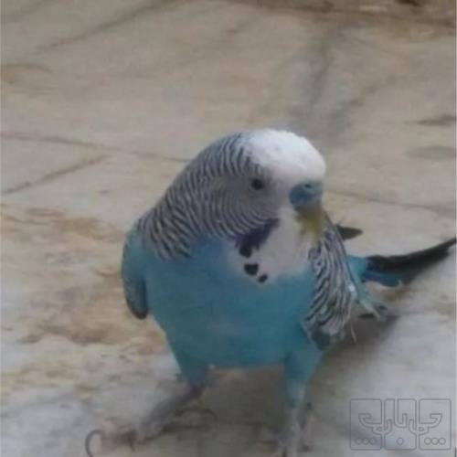 خانه و  آشپزخانه - حیوانات - پرندگان