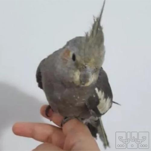 خانه و  آشپزخانه - حیوانات - پرندگان