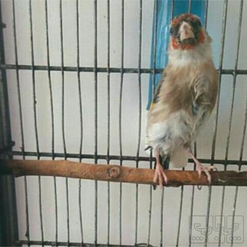 خانه و  آشپزخانه - حیوانات - پرندگان