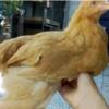 خانه و  آشپزخانه - حیوانات - پرندگان