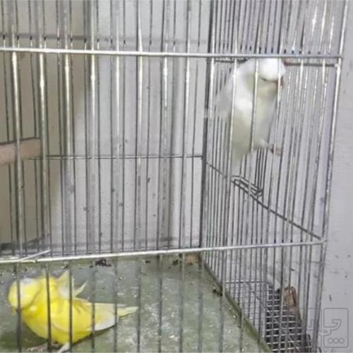 خانه و  آشپزخانه - حیوانات - پرندگان