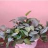 خانه و  آشپزخانه - باغبانی - گل و گیاه طبیعی