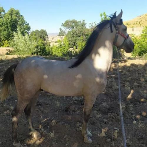 خانه و  آشپزخانه - حیوانات - پستانداران