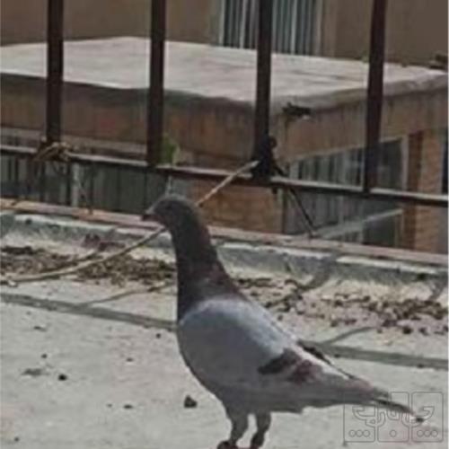 خانه و  آشپزخانه - حیوانات - پرندگان