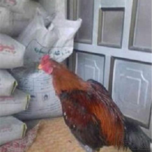 خانه و  آشپزخانه - حیوانات - پرندگان