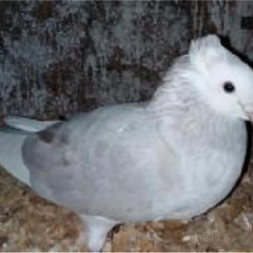 خانه و  آشپزخانه - حیوانات - پرندگان