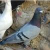 خانه و  آشپزخانه - حیوانات - پرندگان