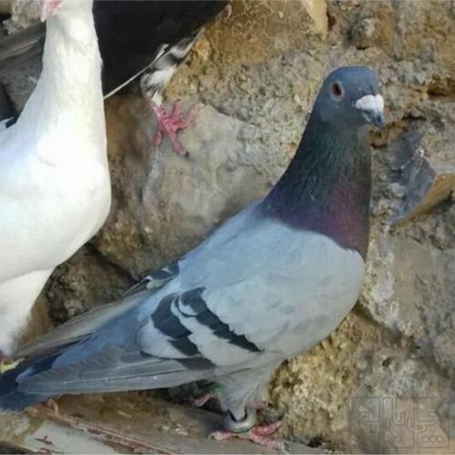 خانه و  آشپزخانه - حیوانات - پرندگان