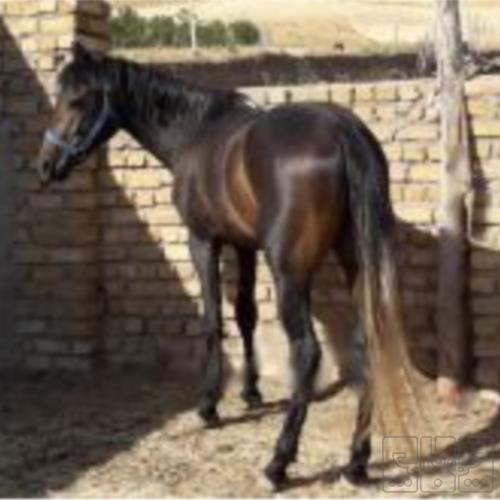 خانه و  آشپزخانه - حیوانات - پستانداران