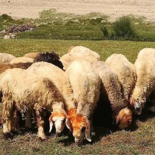 خانه و  آشپزخانه - حیوانات - پستانداران