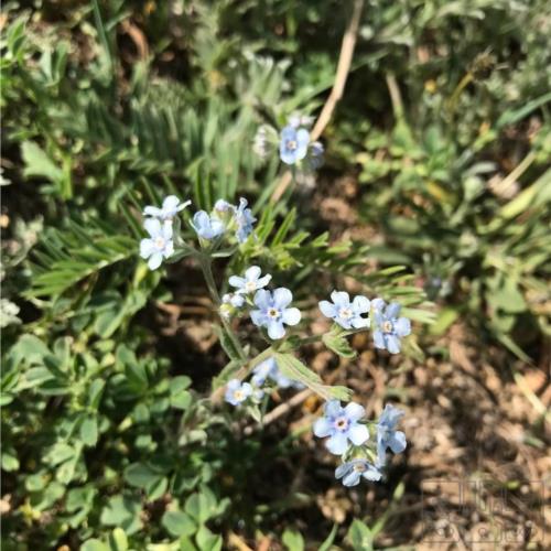 باغ و باغچه - انتقال مالکیت قطعی - ملکی