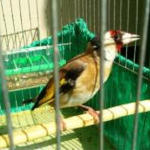 خانه و  آشپزخانه - حیوانات - پرندگان