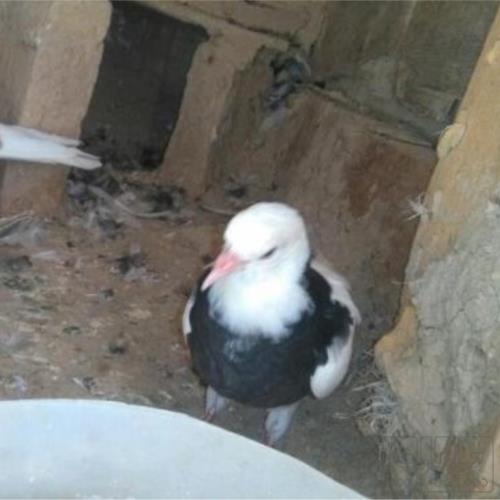 خانه و  آشپزخانه - حیوانات - پرندگان